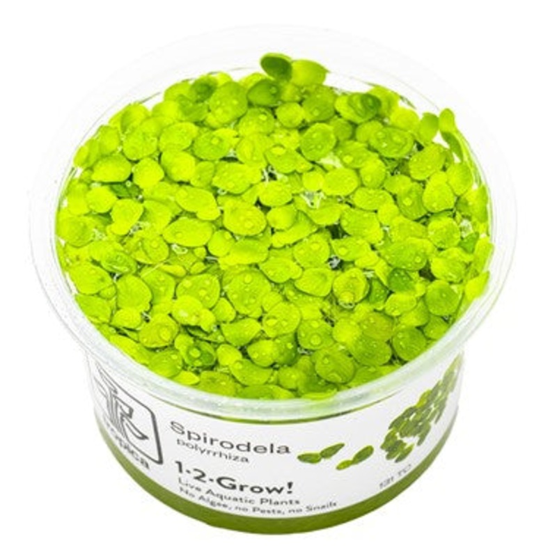 Tropica Spirodela polyrrhiza 1-2-Grow