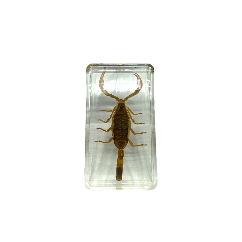 Yellow Scorpion – Specimen In Resin