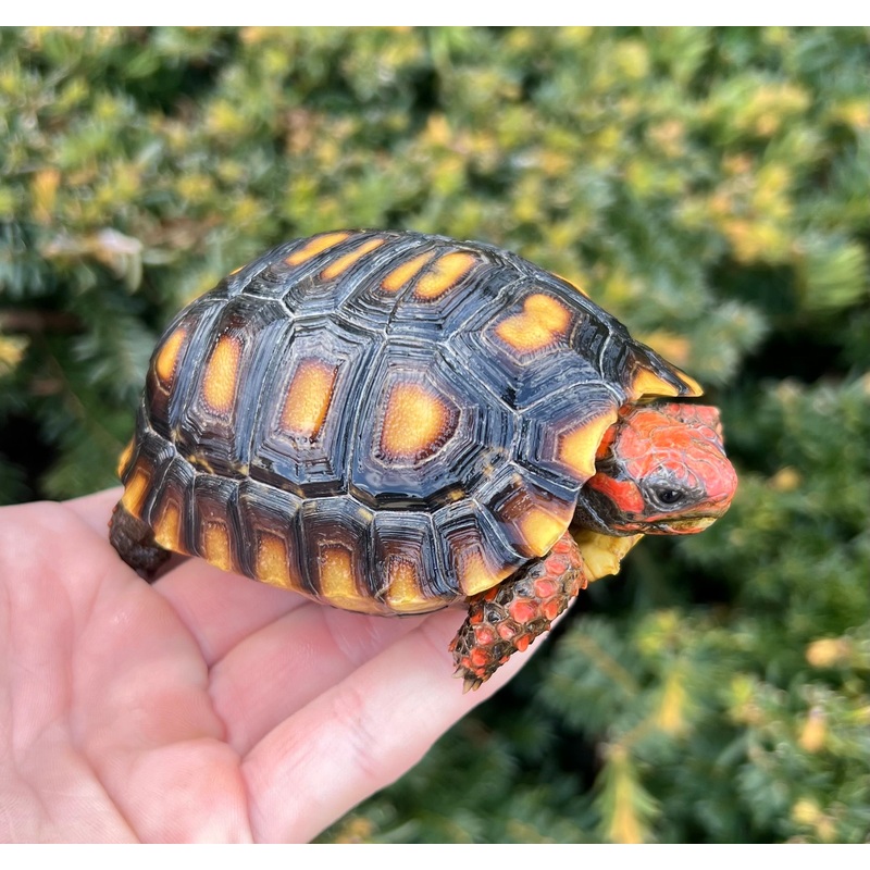 4 Cherry-Head Red Foot Tortoise