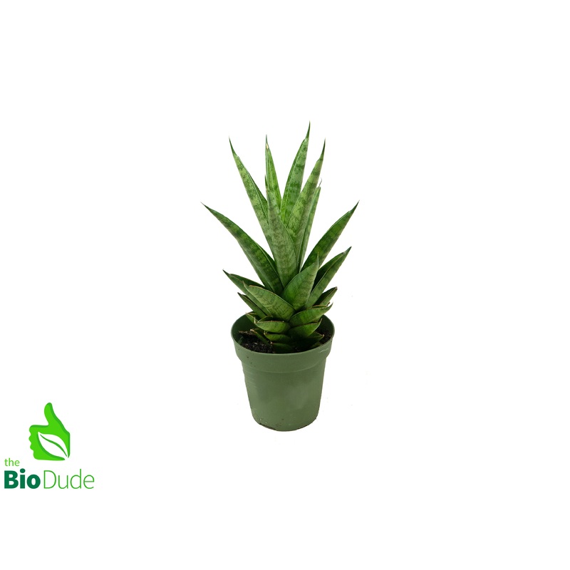 4″ Pot Sansevieria Tower