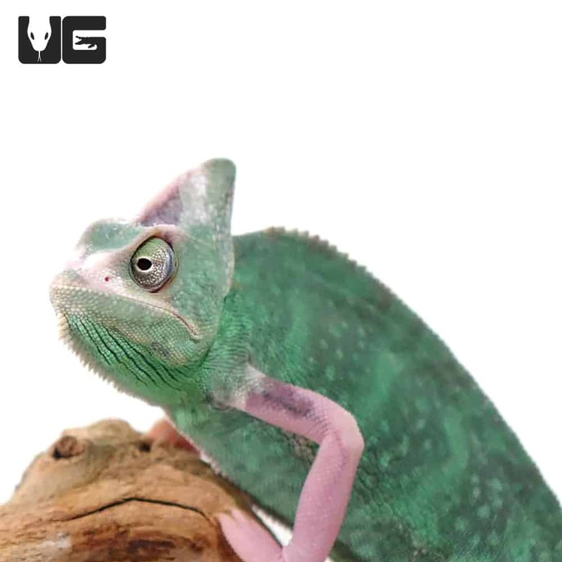 9-11 Inch High White Translucent Veiled Chameleons For Sale