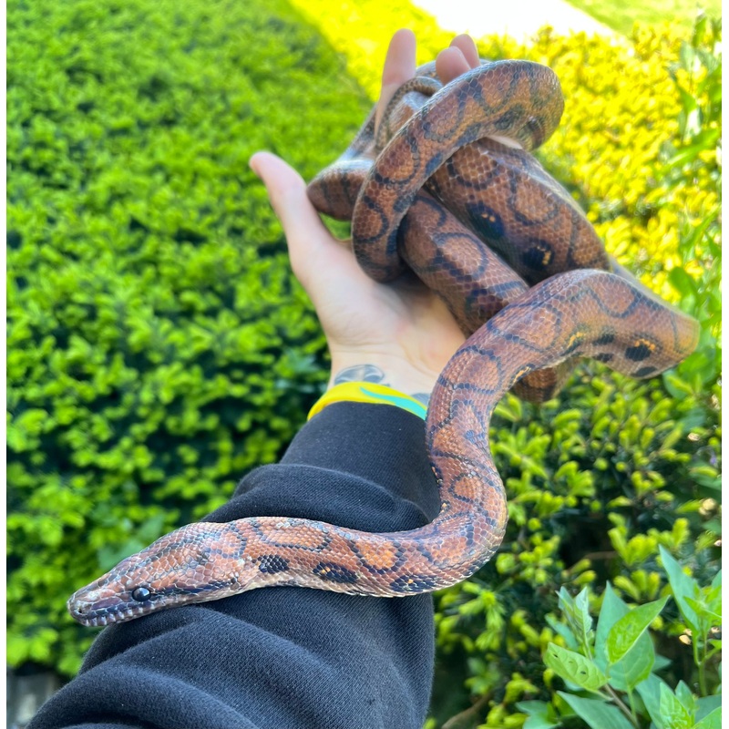 Adult Brazilian Rainbow Boa (Male 1)