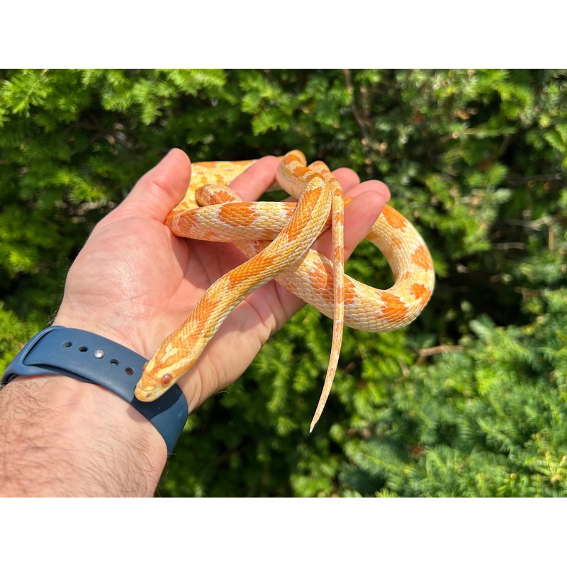 Adult Butter Corn Snake (Female)