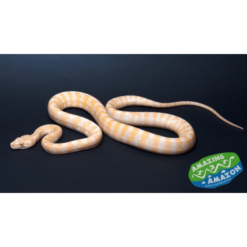 Albino Darwin Carpet Python