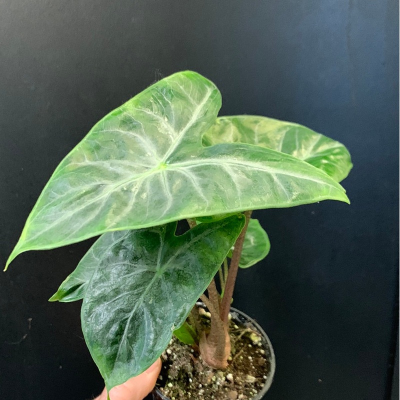 Alocasia Ivory Coast 6″ Pot