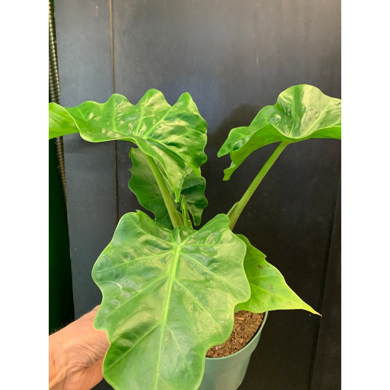 Alocasia Low Rider
