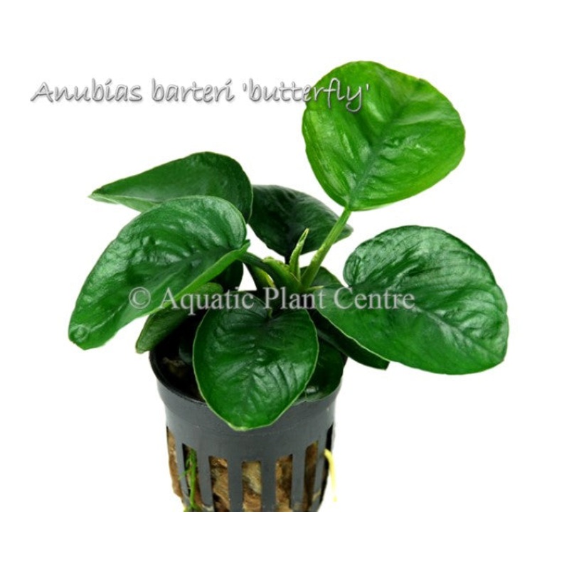 Anubias barteri Butterfly