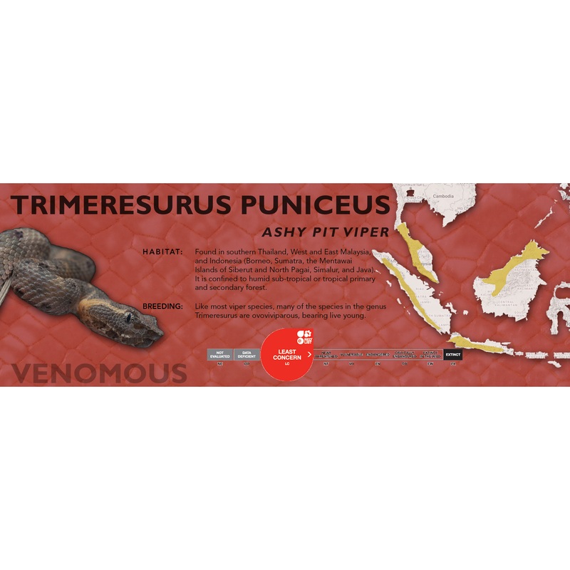 Ashy Pit Viper (Trimeresurus puniceus) Classic Vivarium Label Original