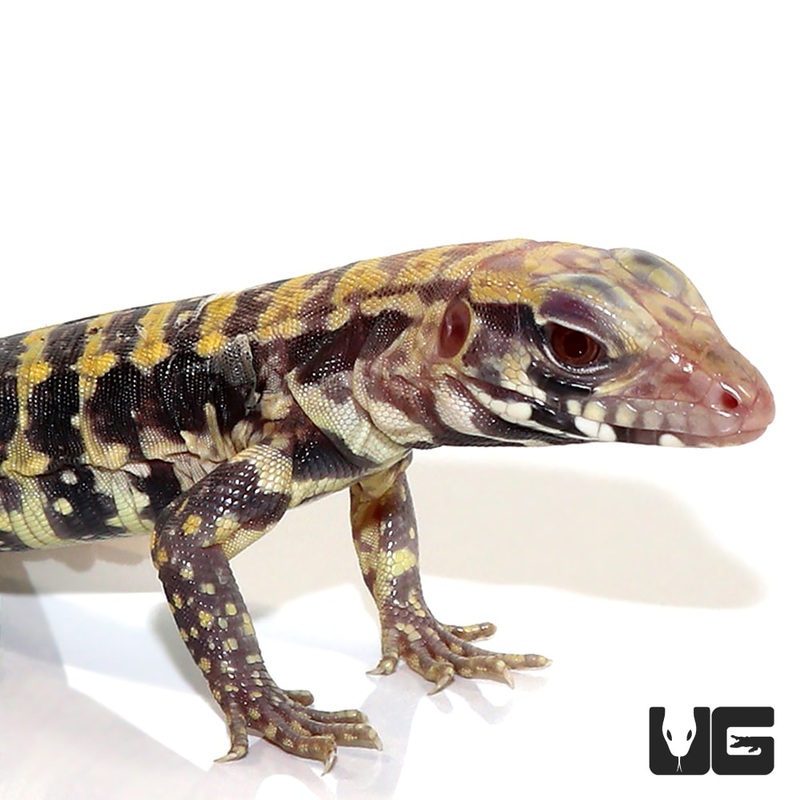Baby Albino Blue Tegu