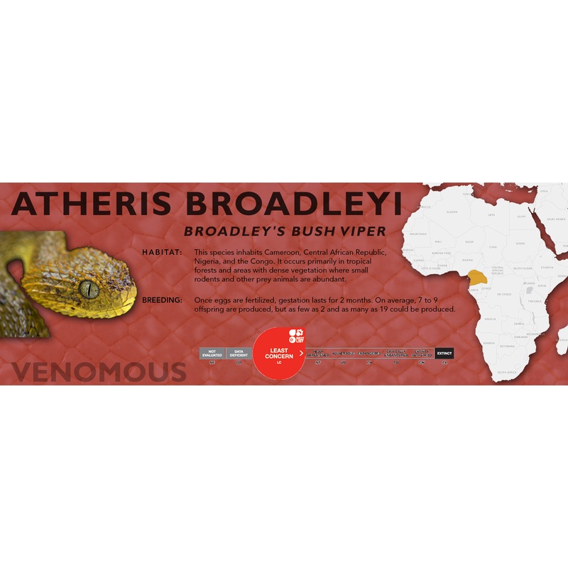 Broadley’s Bush Viper (Atheris broadleyi) Classic Vivarium Label Original
