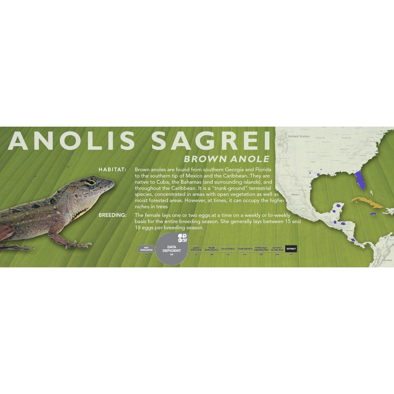 Brown Anole (Anolis sagrei) Classic Vivarium Label