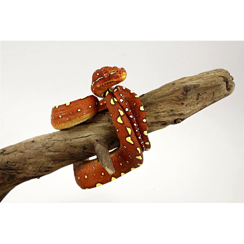 CB Green Tree Python – Manokawri