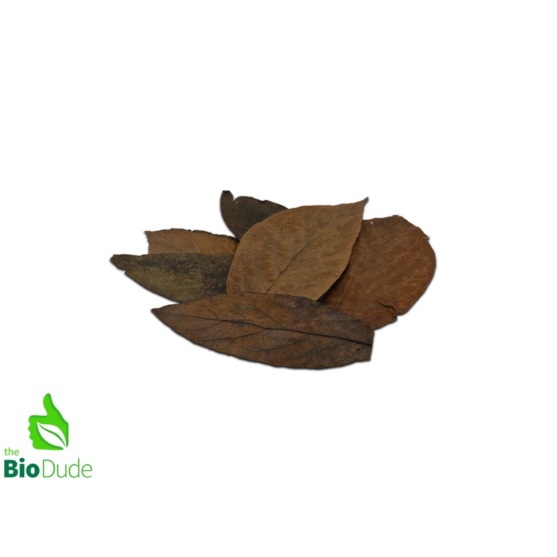 Colombian Leaf Litter – Avocado Leaves 20 count