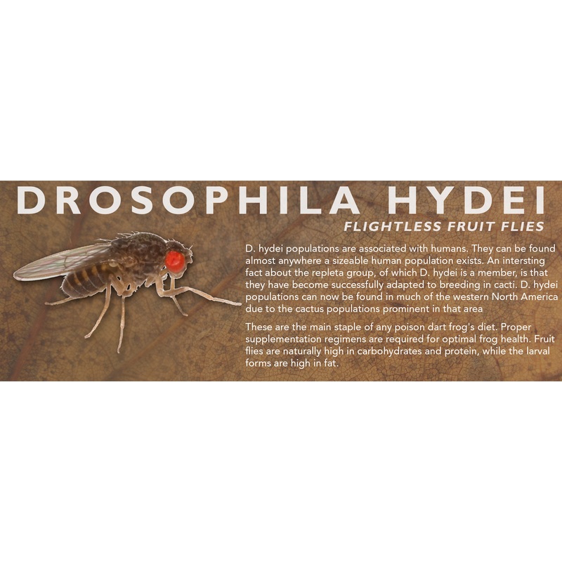 Drosophila hydei (Flightless Fruit Flies) – Feeder Label Standard Size 7″ x 2.5″