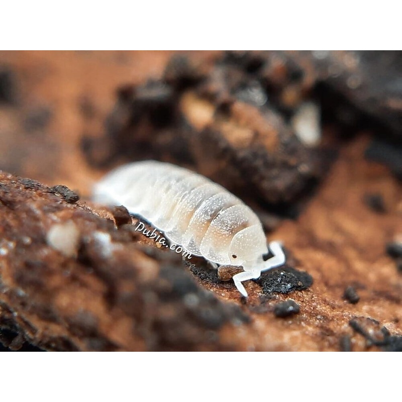 “Dwarf White” Isopods (Trichorhina tomentosa) 10ct