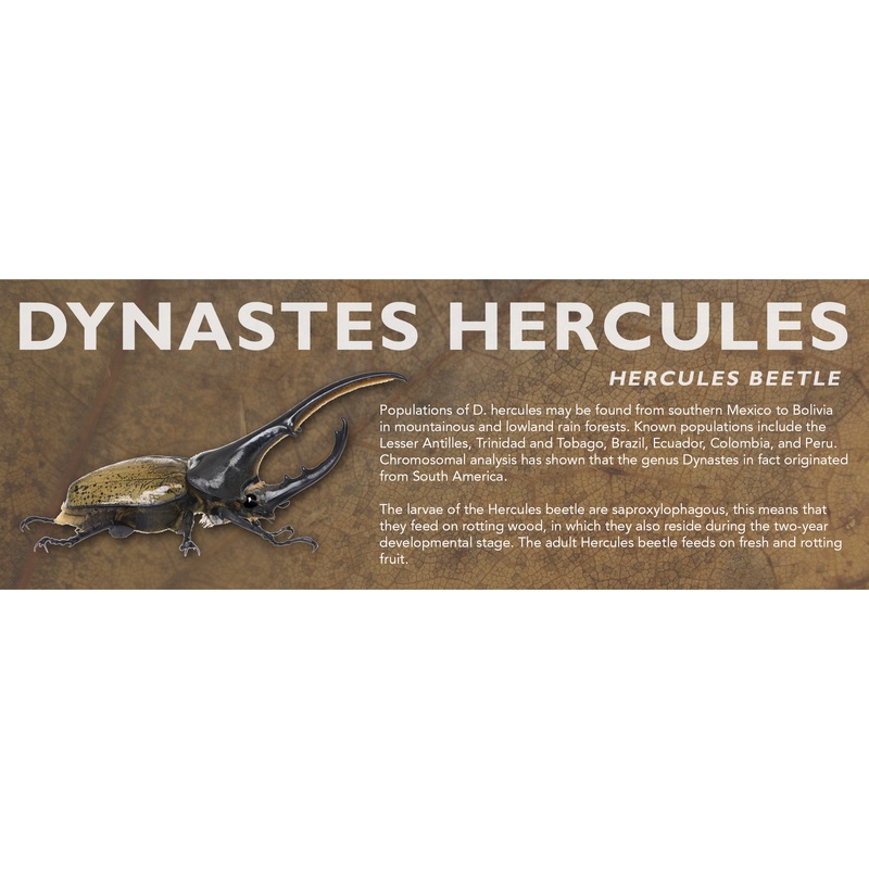 Dynastes hercules (Hercules Beetle) – Beetle Label Standard Size 7″ x 2.5″