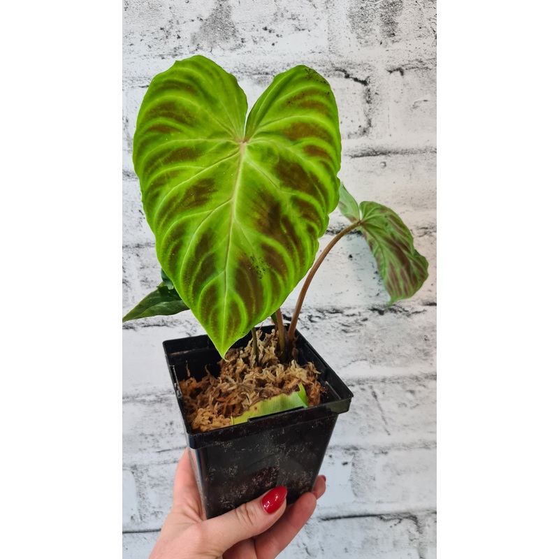 Philodendron Verrucosum 3.5″ Pot