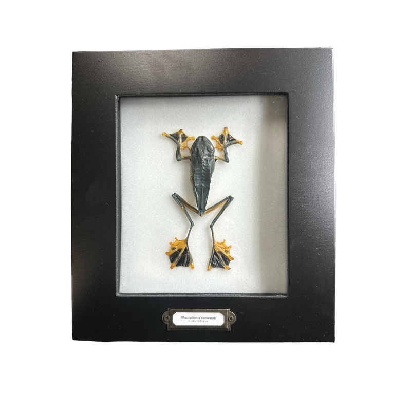 Reinwardt’s Flying Frog (Rhacophorus reinwardtii) – 5×6″ Frame