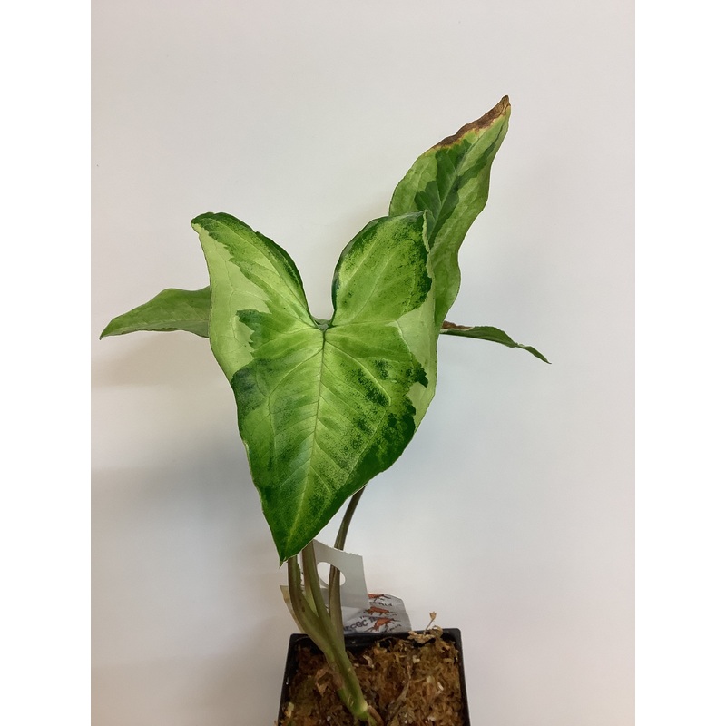 Syngonium three kings 3.5 pot