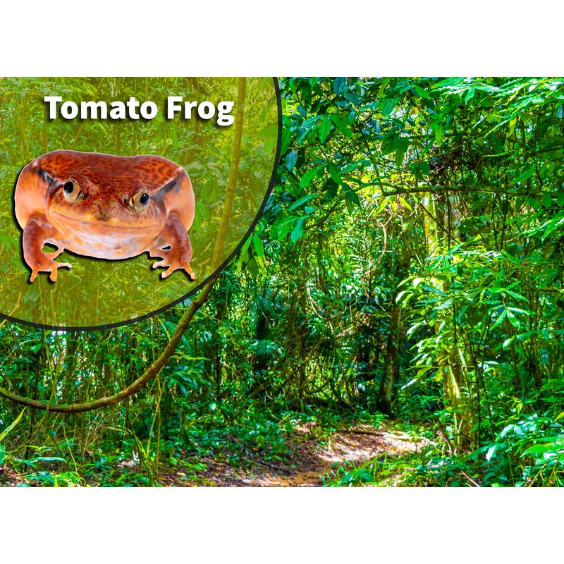 Tomato Frog (Dyscophus species) Bioactive Vivarium Kit 10 gallon