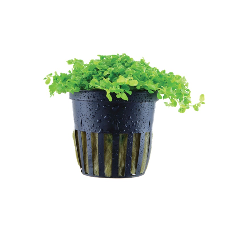 Tropica Micranthemum Monte Carlo
