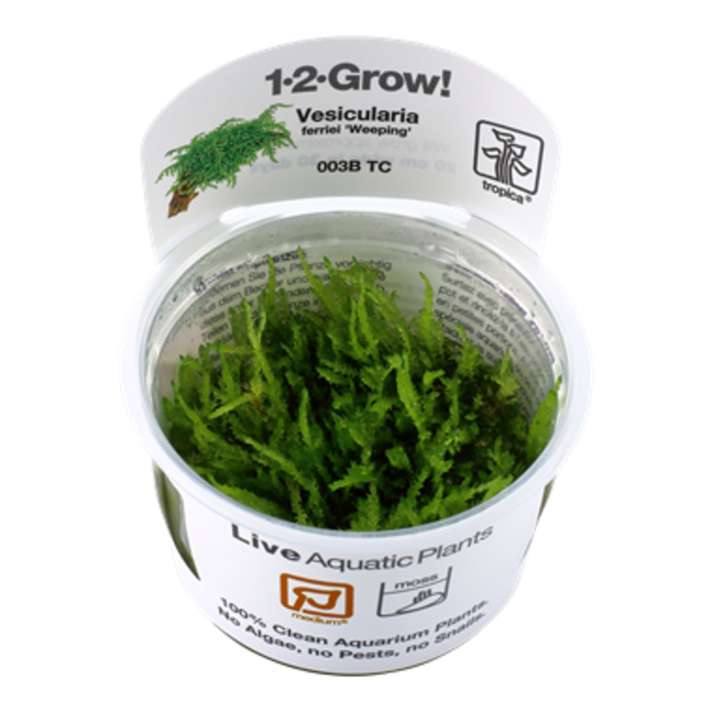 Tropica Vesicularia ferriei Weeping Moss 1-2-Grow