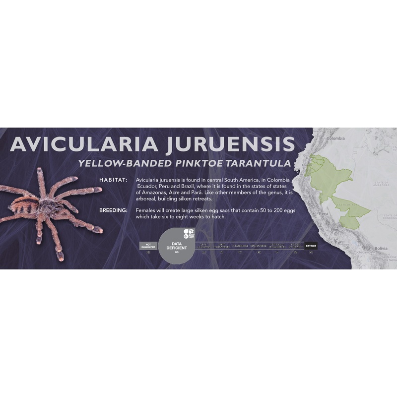 Yellow-Banded Pinktoe Tarantula (Avicularia juruensis) – Classic Vivarium Label