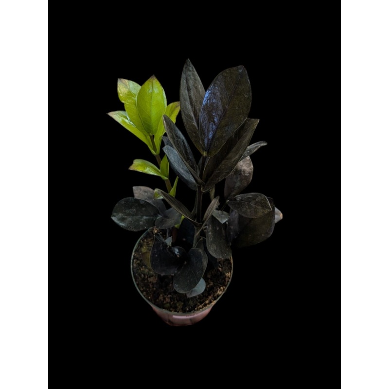ZZ Plant ‘Oscuro Black’ 2.5″ Pot