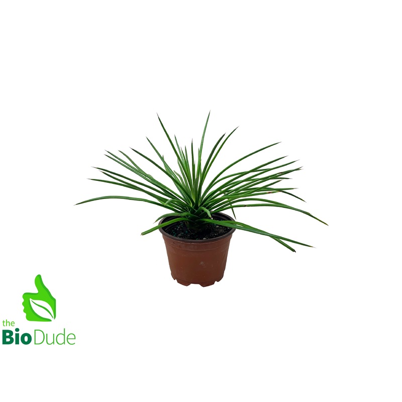 4″ Pot Spaghetti Agave