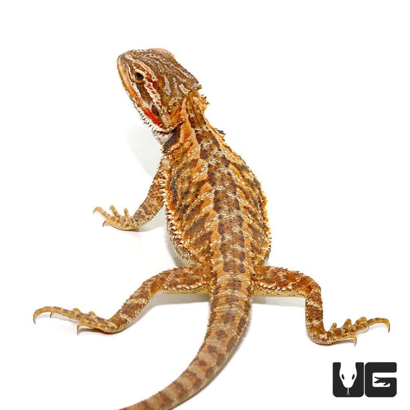 6-8 Inch Red Citrus Bearded Dragon