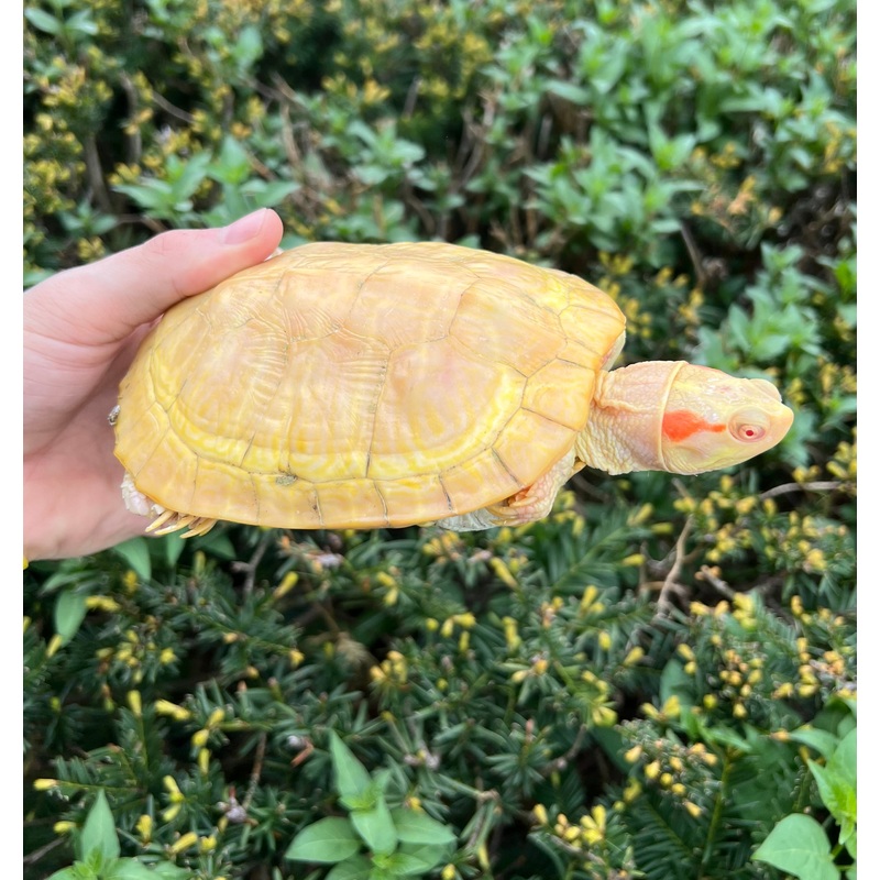 7 Hypo Albino Red-Eared Slider