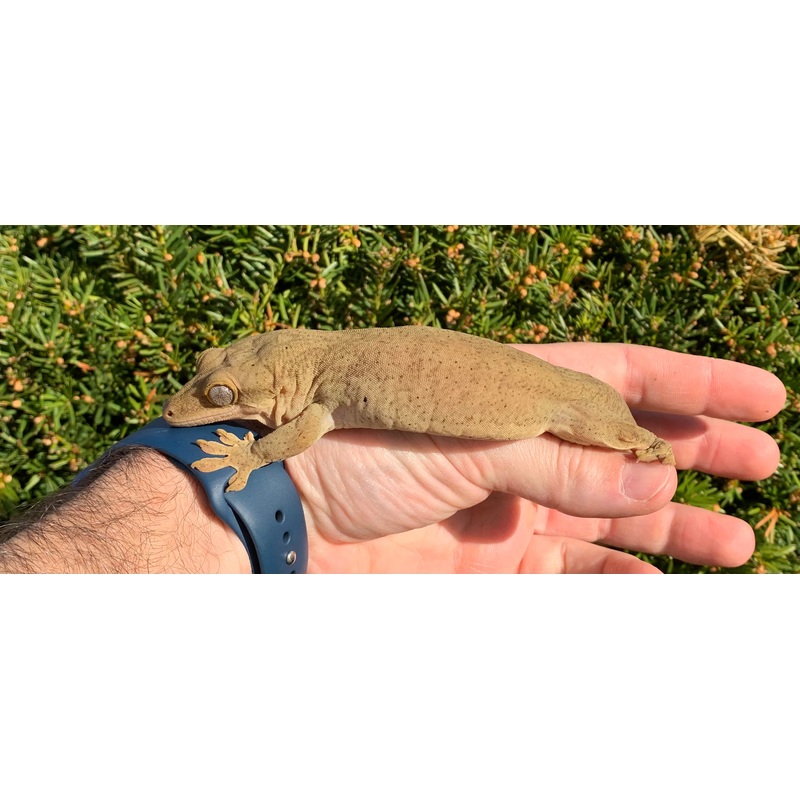 Adult Sarasinorum Gecko (Male)
