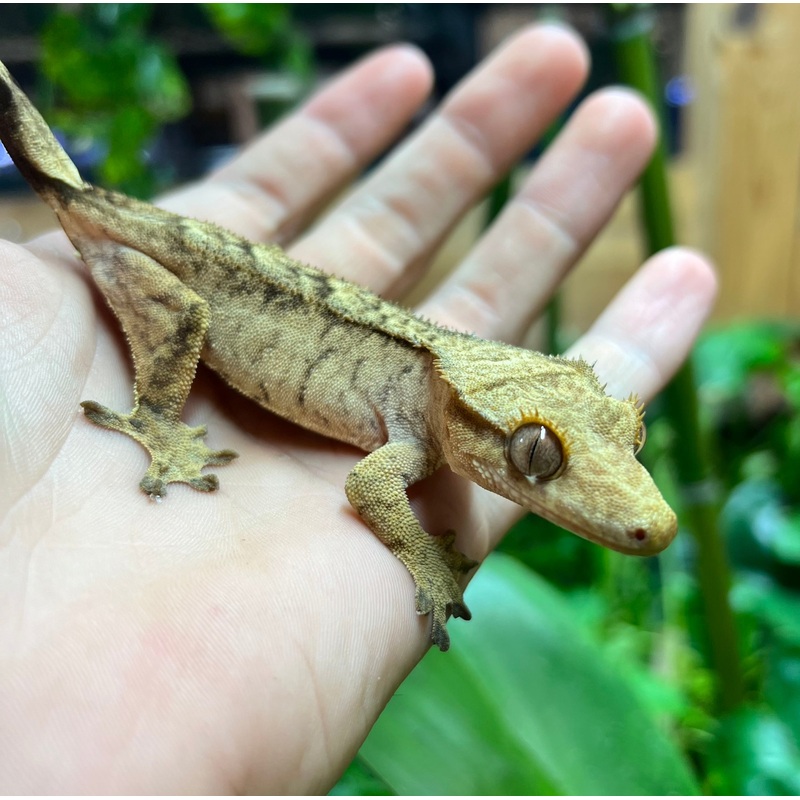 Adult Tiger Crested Gecko (Female)