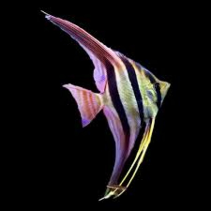 Altum Angel ‘Rio Vichada’