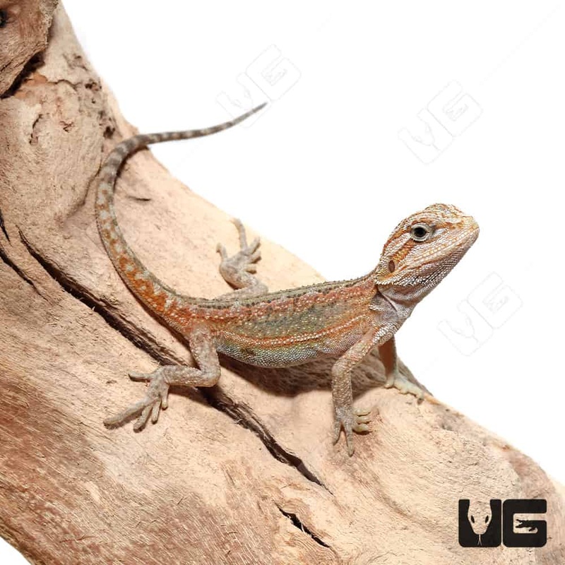 Baby Translucent Hypo Dunner Bearded Dragons for sale