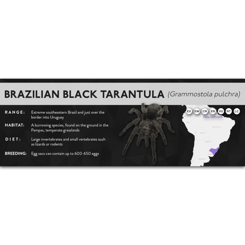 Brazilian Black Tarantula (Grammostola pulchra) – X Label Regular Size (7″ x 2.5″) Laminated Paper