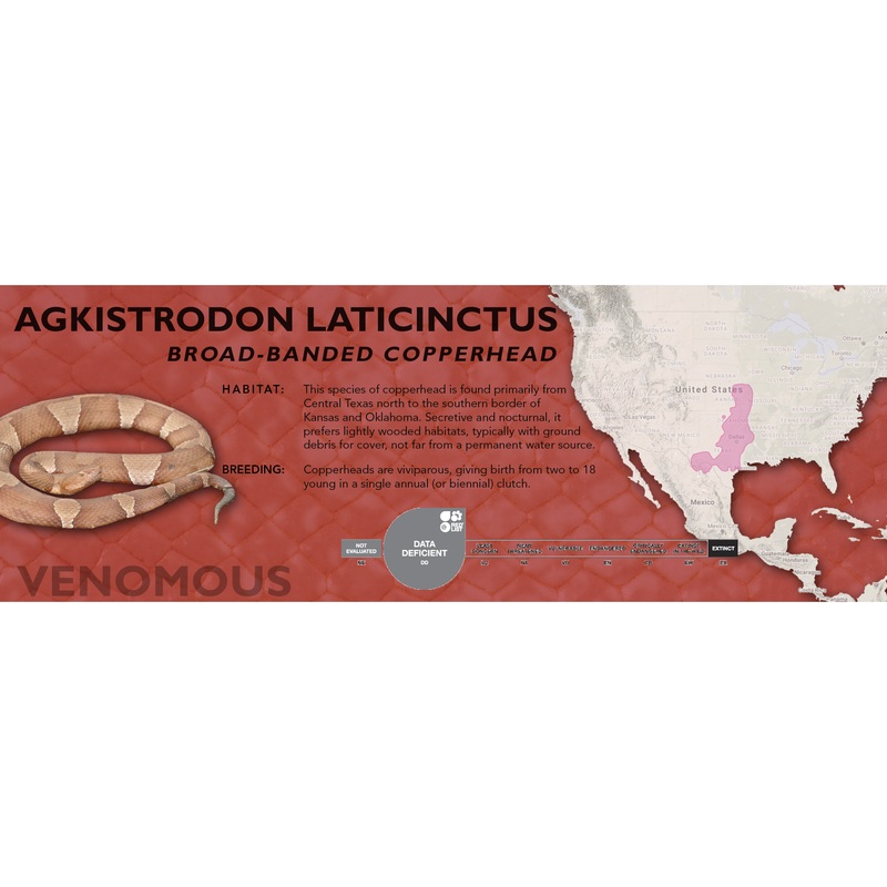 Broad-Banded Copperhead (Agkistrodon laticinctus) Classic Vivarium Label Original