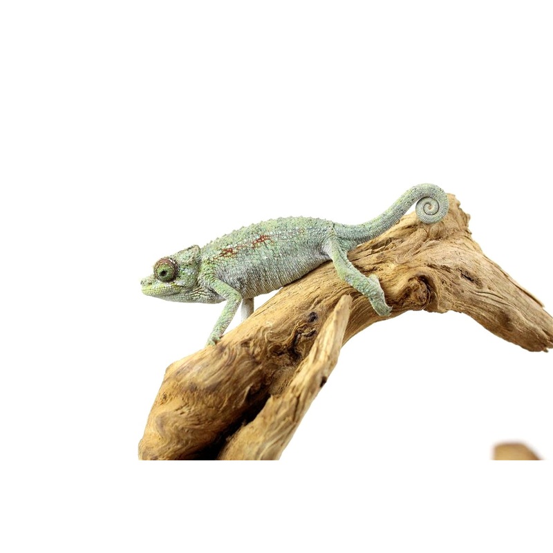 CB Rainbow Jackson’s Chameleon
