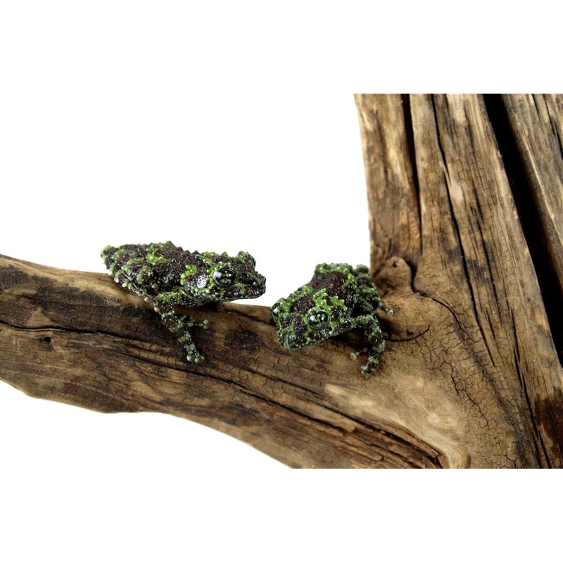 CB Vietnamese Mossy Frogs
