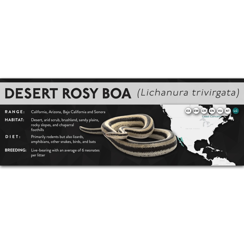Desert Rosy Boa (Lichanura trivirgata) – X Label Laminated Paper