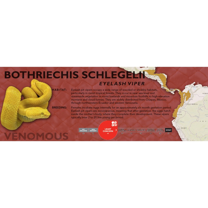 Eyelash Viper (Bothriechis schlegelii) Classic Vivarium Label Original