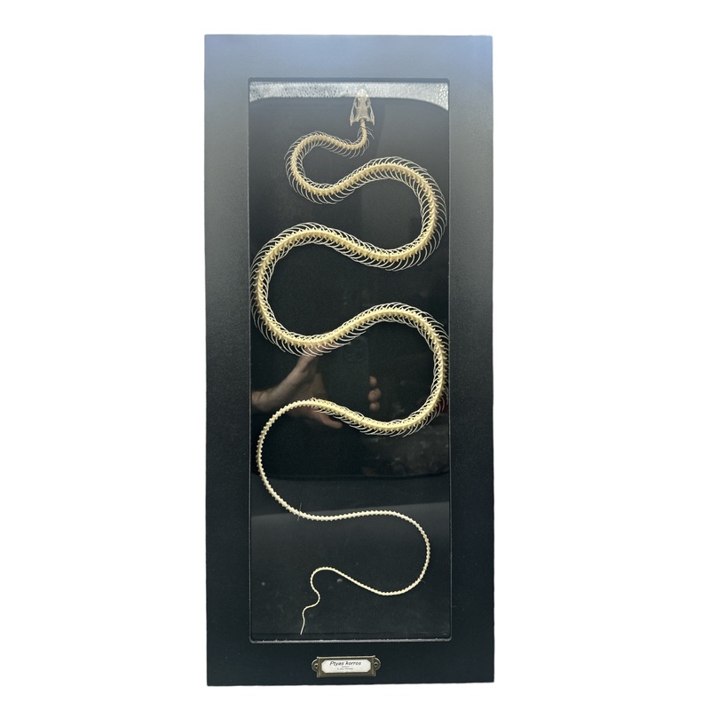 Indo-Chinese Rat Snake – Skeleton (Ptyas korros) – 6×19″ Frame