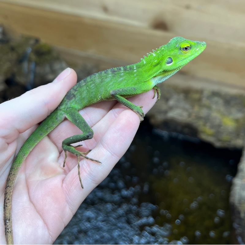 Malaysian Green Crested Lizard