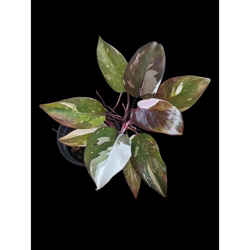 Philodendron Red Anderson 2.5″ Pot