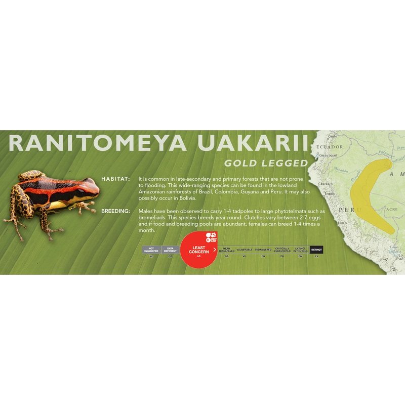 Ranitomeya uakarii – Classic Vivarium Label Gold Legged