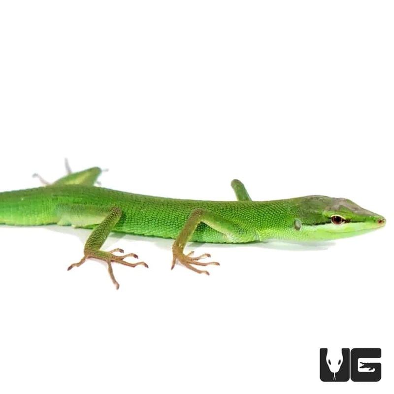 Sakishima Grass Lizard For Sale