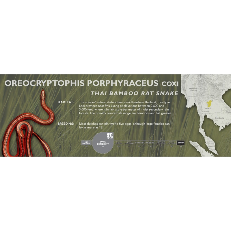 Thai Bamboo Rat Snake (Oreocryptophis porphyraceus coxi) Classic Vivarium Label