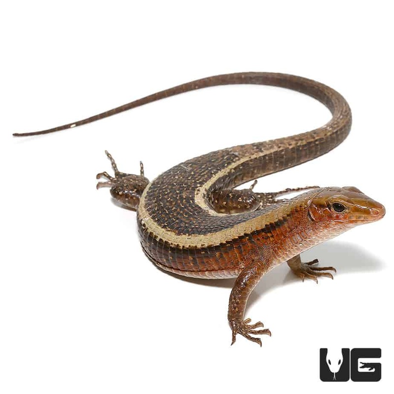 Western Girdled Lizard (Zonosaurus laticaudus) For Sale
