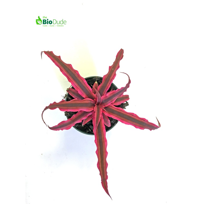 3″ Pot Cryptanthus Earth Star Dude’s Choice