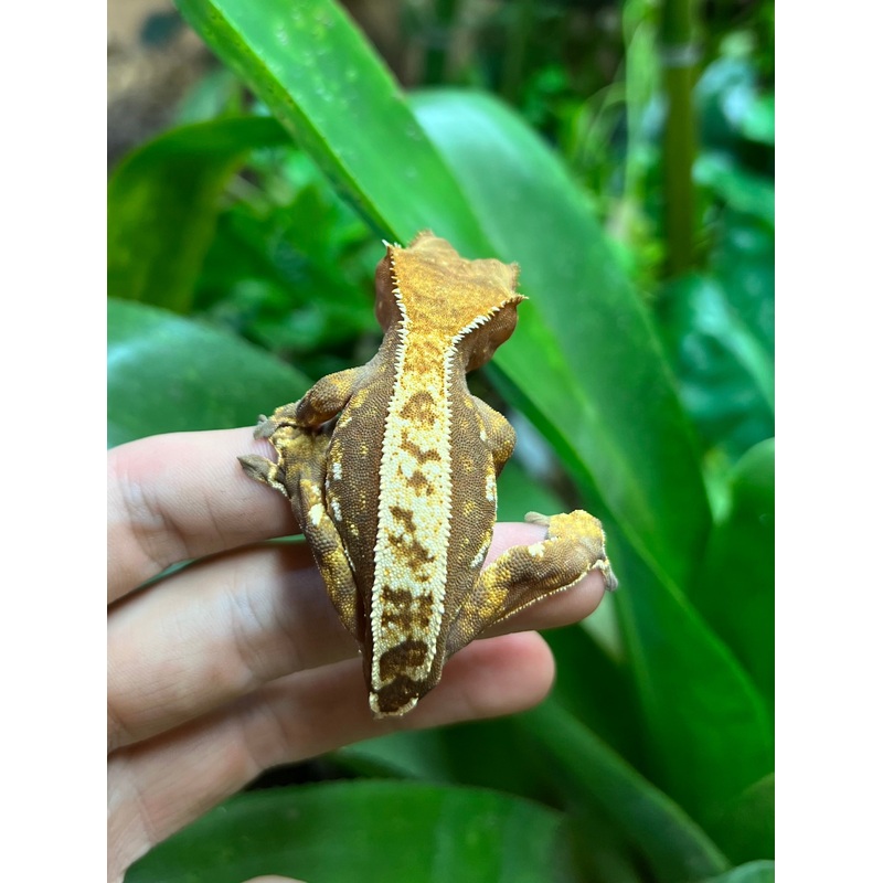 Adult Harlequin partial Pinstripe Crested Gecko (Female)